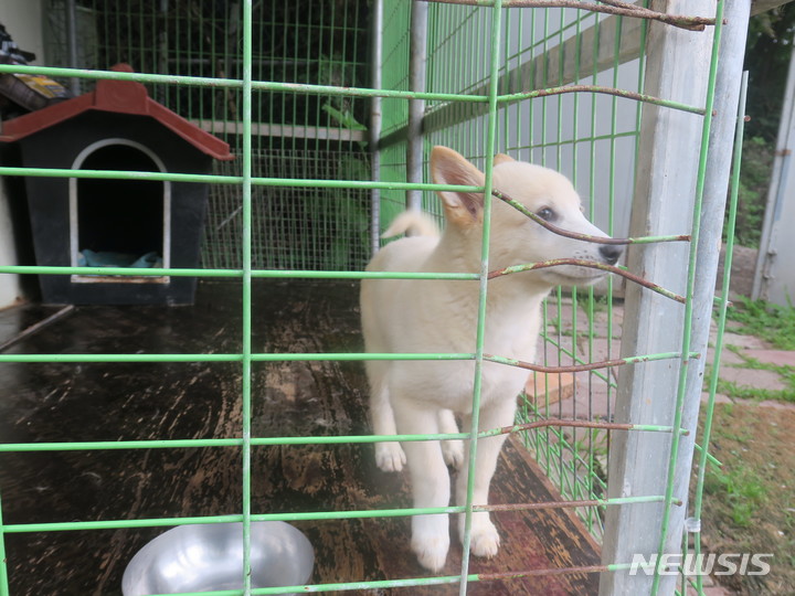 남양주의 유기견보호소 한&nbsp; 유기견의 모습.&nbsp; 2022.06.19. jungxgold@newsis.com *기사 내용과 관련 없음*