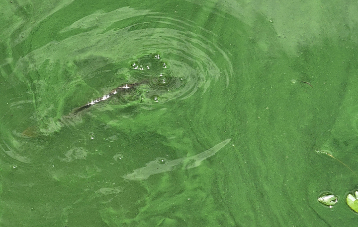[광주=뉴시스] 광주 도심 대표 공원인 서구 풍암호수공원에 지난 19일 녹조현상이 나타나 물고기가 힙겹게 활동하고 있다. (사진=독자제공). 2022.06.20. photo@newsis.com *재판매 및 DB 금지