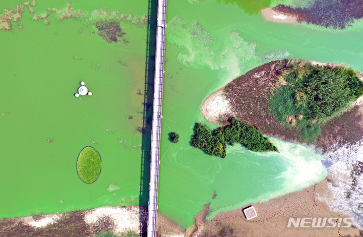 [광주=뉴시스] 류형근 기자 = 20일 오전 광주 도심 대표 공원인 서구 풍암호수공원에 녹조현상이 나타나고 있다. 2022.06.20. hgryu77@newsis.com