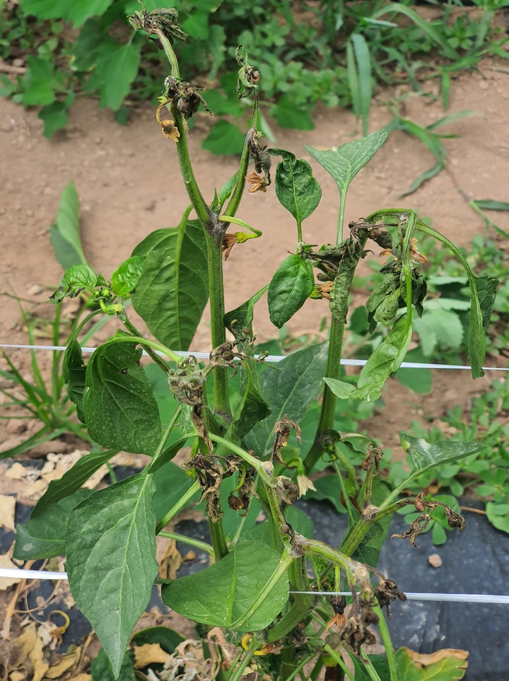 토마토반점위조바이러스(TSWV) 감염 피해 고추 (사진=영양군 제공) *재판매 및 DB 금지