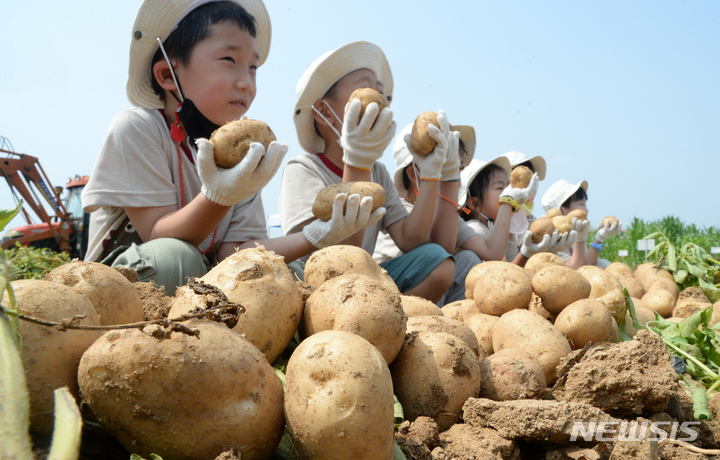 [완주=뉴시스] 김얼 기자 = 24절기 중 낮이 가장 길고 밤이 가장 짧은 날인 하지(夏至)를 맞이한 21일 전북 완주군 농촌진흥청 밭작물 품종비교전시포를 찾은 어린이들이 하지감자를 수확하며 환하게 웃고 있다. 2022.06.21. pmkeul@newsis.com