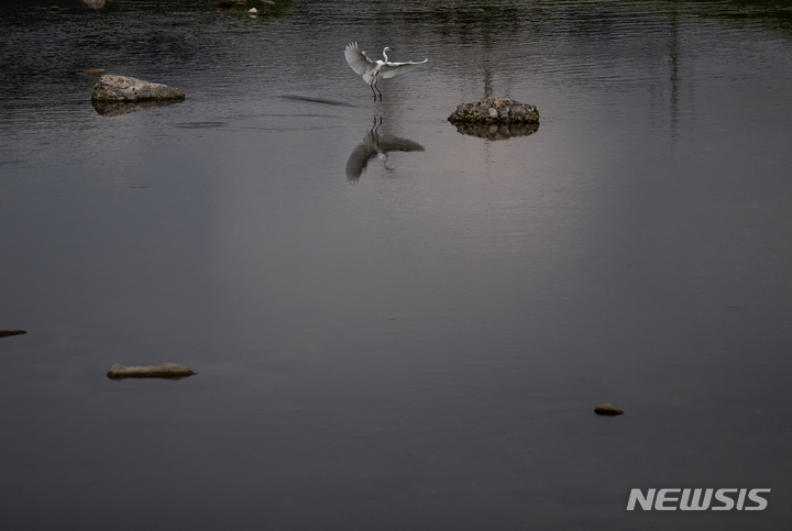 [포천=뉴시스] 정병혁 기자 = 경기 포천시 영평천에 살고 있는 백로. 2022.06.25. jhope@newsis.com