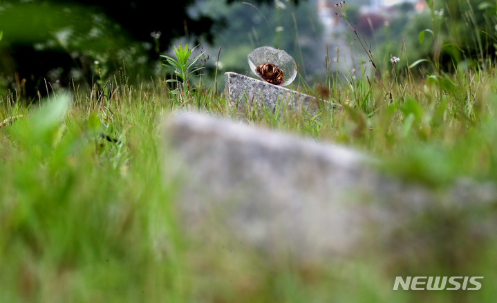 [파주=뉴시스] 추상철 기자 = 21일 경기도 파주시에 위치한 적군묘지에 놓여진 국화꽃이 시들어 있다. 2022.06.24. scchoo@newsis.com