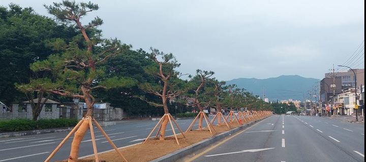 영남대앞 중앙분리화단 개선사업 실시 *재판매 및 DB 금지