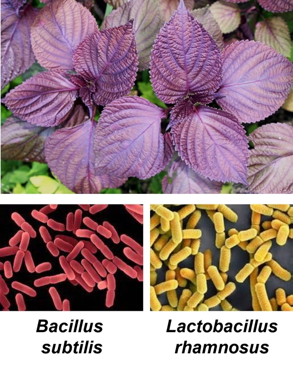 [수원=뉴시스] 차즈기(사진 위)와 차즈기 발효균주(사진 아래). 아주대 연구팀은 차즈기를 발효균주(고초균, 유산균)를 이용해 발효시켜 차즈기 발효 추출물을 얻었다. 2022.06.23. (사진=아주대 제공) *재판매 및 DB 금지