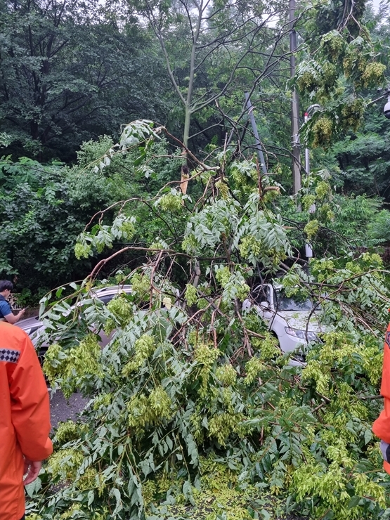 [안산=뉴시스] 번개에 맞아 쪼개진 나무에 뒤덮힌 차량. 2022.06.23. (사진=경기도소방재난본부 제공) *재판매 및 DB 금지