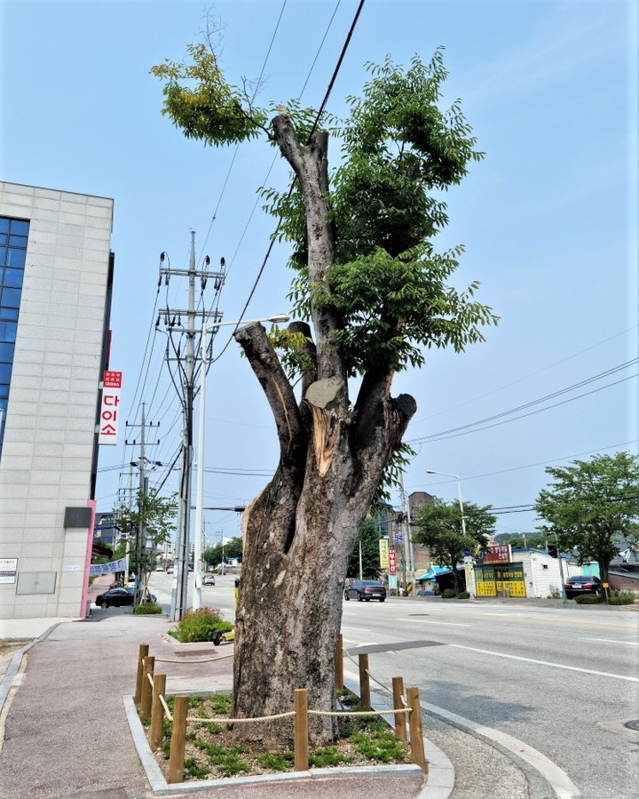 이승만 대통령 느티나무. (사진=원주시 제공) *재판매 및 DB 금지