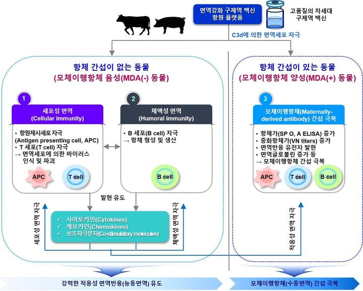 [세종=뉴시스] 면역강화 구제역 백신 항원 플랫폼 작용 모식도. *재판매 및 DB 금지
