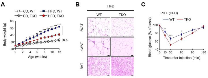 [울산=뉴시스]TET 단백질 발현을 억제한 생쥐에 고지방식을 먹인 실험 결과 연구그림. (사진=UNIST 제공) photo@newsis.com *재판매 및 DB 금지