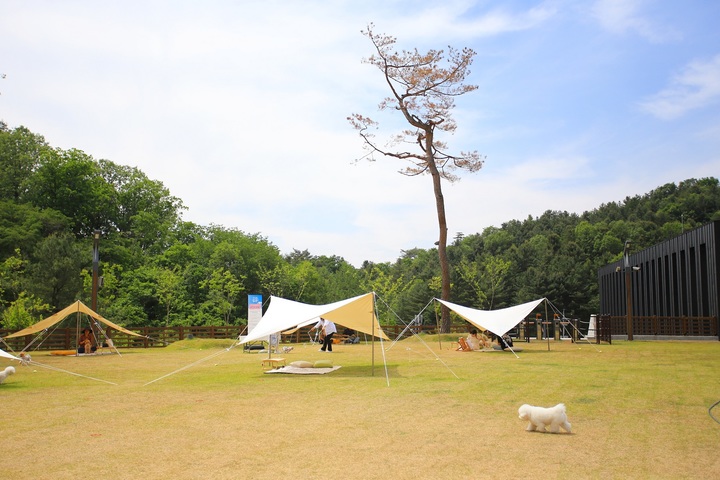 목줄을 풀고 놀 수 있는 춘천 강아지숲 동산. 촬영 김수진. 2022.06.27. (사진=한국관광공사 제공) photo@newsis.com *재판매 및 DB 금지