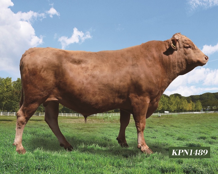 [완주=뉴시스] 강명수 기자 =농촌진흥청은 유전능력이 탁월한 한우 보증씨수소 15마리를 선발·발표했다고 27일 밝혔다. (사진 =농촌진흥청 제공) 2022.06.27. photo@newsis.com *재판매 및 DB 금지