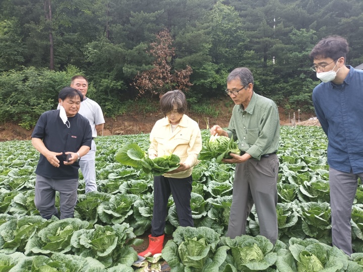 [강원=뉴시스] 배옥병 한국농수산식품유통공사(aT) 수급이사와 직원들이 고랭지배추 정식 이후 생육작황 상황을 초기단계부터 면밀히 살펴보기 위해 주산지인 강원도 안반데기 지역을 방문해 현장 점검활동을 펼치고 있다. (사진=aT 제공) 2022.06.27. photo@newsis.com *재판매 및 DB 금지