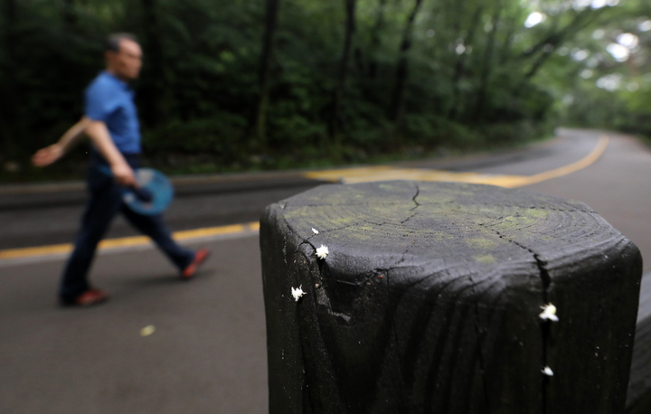 [서울=뉴시스] 김금보 기자 = 27일 오후 서울 중구 남산 둘레길 울타리에 미국선녀벌레가 붙어있다. 미국선녀벌레는 차량 등을 통해 쉽게 확산되고 나무 수액을 흡착해 가지를 고사시키거나 분비물로 그을음병을 일으켜 나무에 피해를 준다. 성충이 되면 방제가 어렵기 때문에 주로 6월 어린 벌레 시기인 약충 단계에 방제가 이뤄진다. 2022.6.27. kgb@newsis.com