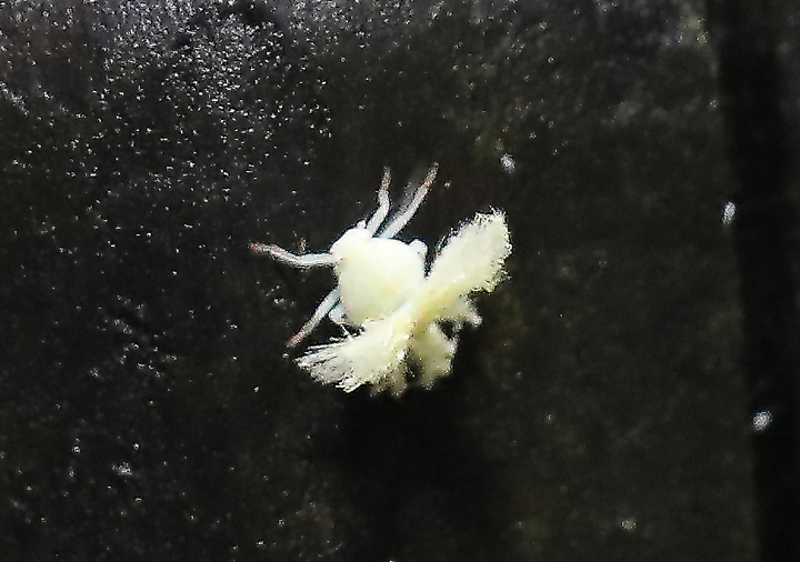 [서울=뉴시스] 김금보 기자 = 27일 오후 서울 중구 남산 둘레길 울타리에 미국선녀벌레가 붙어있다. 미국선녀벌레는 차량 등을 통해 쉽게 확산되고 나무 수액을 흡착해 가지를 고사시키거나 분비물로 그을음병을 일으켜 나무에 피해를 준다. 성충이 되면 방제가 어렵기 때문에 주로 6월 어린 벌레 시기인 약충 단계에 방제가 이뤄진다. 2022.6.27. kgb@newsis.com