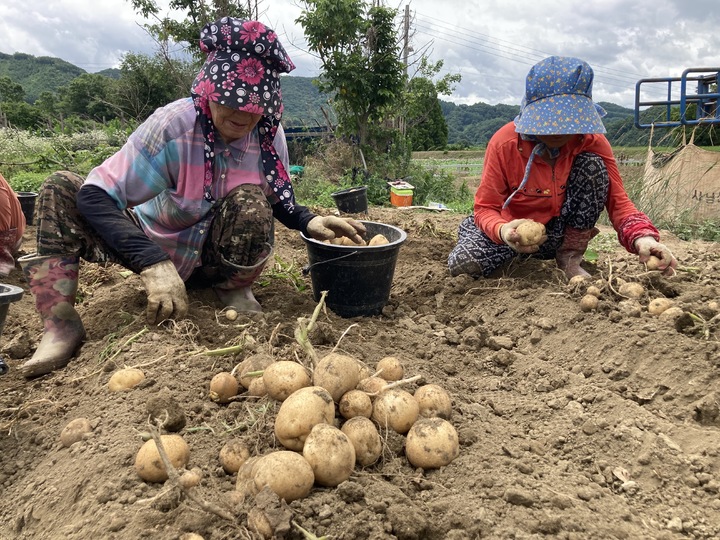 28일 충북 옥천군 안내면 도이리 주민들이 감자 밭에서 씨알 굵은 감자를 수확하고 있다.2022.06.28.kipoi@newsis.com *재판매 및 DB 금지