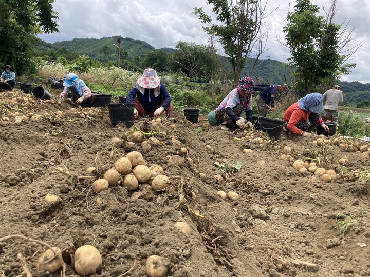 28일 충북 옥천군 안내면 도이리 주민들이 감자 밭에서 씨알 굵은 감자를 수확하고 있다.2022.06.28.kipoi@newsis.com *재판매 및 DB 금지