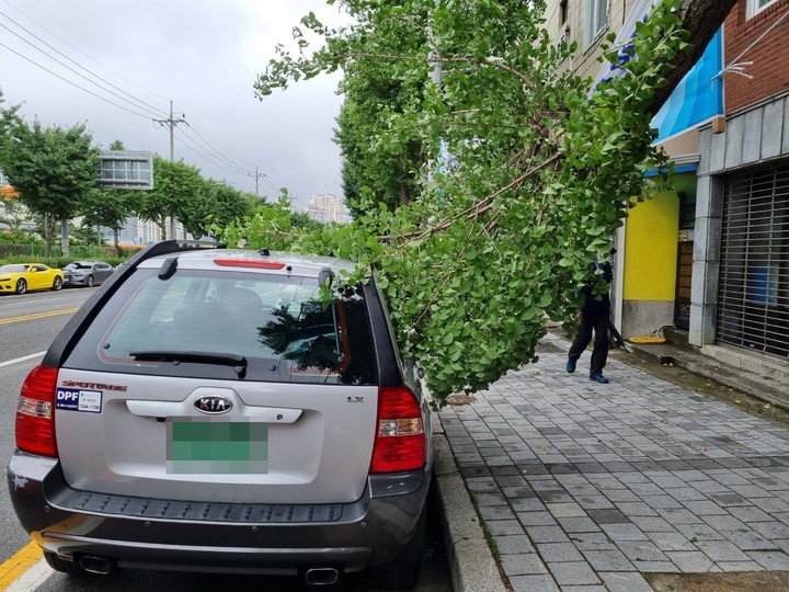 [부산=뉴시스] 28일 오전 11시 15분께 부산 부산진구의 한 도로에서 가로수가 부러져 주차된 차량을 덮쳤다. (사진=부산소방재난본부 제공) *재판매 및 DB 금지