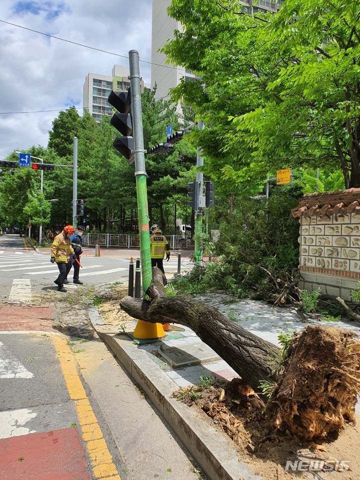 [청주=뉴시스] 조성현 기자 = 28일 오전 충북 청주시 서원구 분평동 한 인도에서 강풍에 나무가 쓰러져 소방당국이 안전 조치를 하고 있다. (사진=청주서부소방서 제공) 2022.06.28. photo@newsis.com *재판매 및 DB 금지
