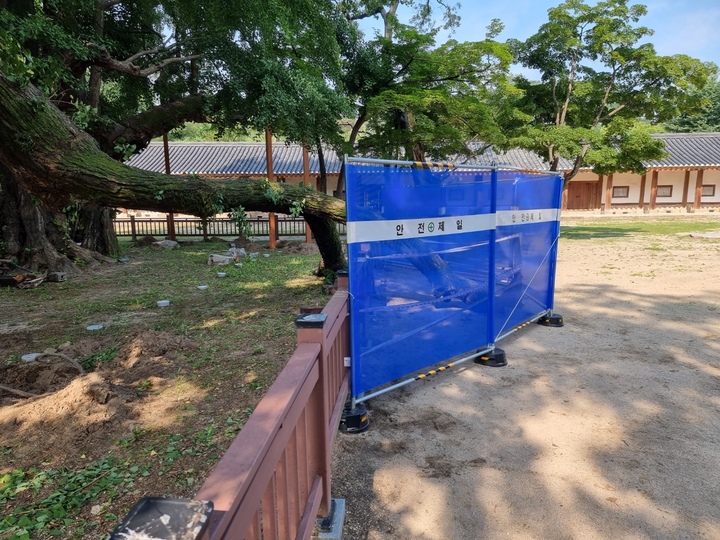 [서울=뉴시스]400살로 추정되는 서울 성균관 문묘의 은행나무가 가지가 부러지는 사고가 발생했다. 사고 주변에 안전펜스가 설치돼 있다. (사진=문화재청 제공) 2022.07.03. photo@newsis.com *재판매 및 DB 금지