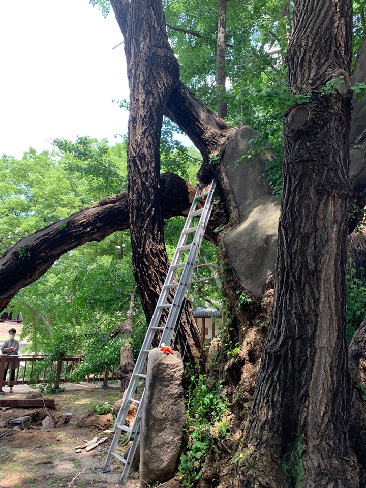 [서울=뉴시스]400살로 추정되는 서울 성균관 문묘의 은행나무가 가지가 부러지는 사고가 발생했다. (사진=문화재청 제공) 2022.07.03. photo@newsis.com&nbsp; *재판매 및 DB 금지