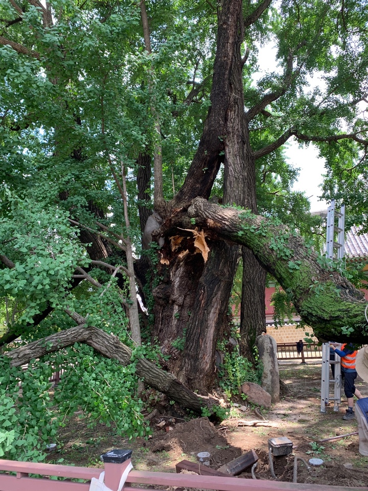 [서울=뉴시스]400살로 추정되는 서울 성균관 문묘의 은행나무가 가지가 부러지는 사고가 발생했다. (사진=문화재청 제공) 2022.07.03. photo@newsis.com&nbsp; *재판매 및 DB 금지