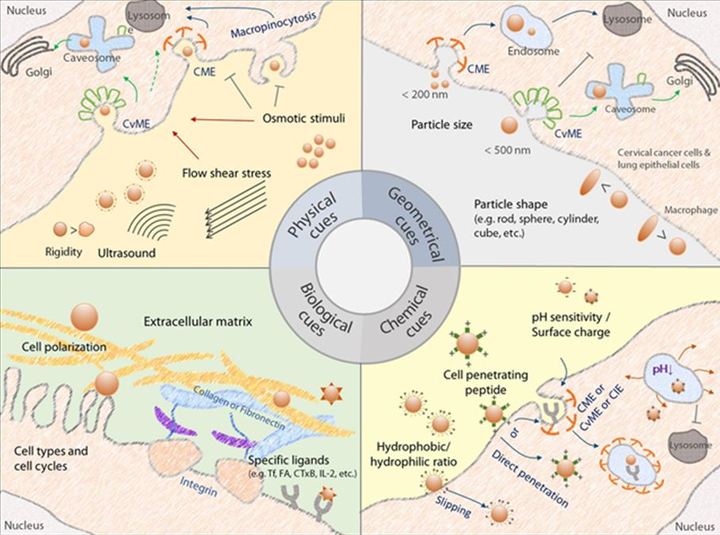 고분자 유전자 전달체의 세포 내 진입과 endocytosis 기전 조절에 영향을 주는 요소의 모식도. 사진 서울대 *재판매 및 DB 금지