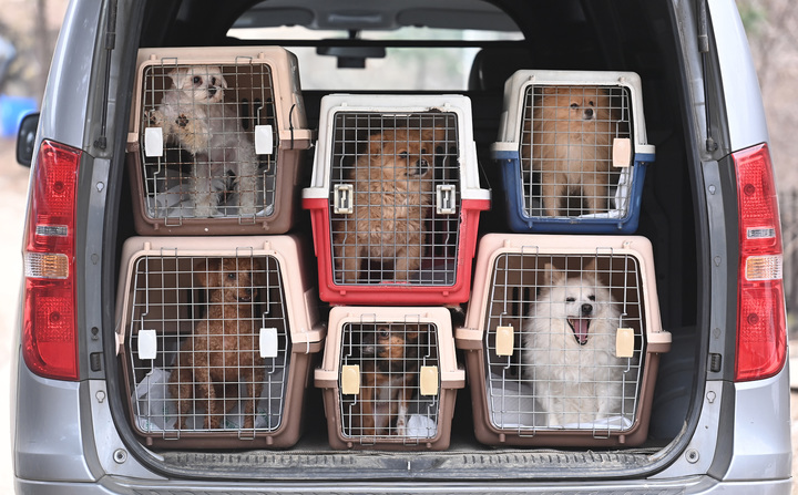 [용인=뉴시스] 김종택 기자=경기 용인시 유기견 보호소 KDS 레인보우 쉼터에서 보호하고 있는 강아지들의 모습. 2022.07.04. jtk@newsis.com *재판매 및 DB 금지