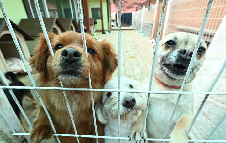 [용인=뉴시스] 경기 용인시의 한 유기견 보호소에서 보호받고 있는 강아지의 모습. 해당 사진은 기사와 관련이 없습니다. (사진=뉴시스 DB) photo@newsis.com *재판매 및 DB 금지