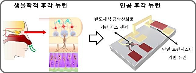 [대전=뉴시스] 인간의 후각 뉴런을 모방한 뉴로모픽 반도체 모듈 개념도. *재판매 및 DB 금지