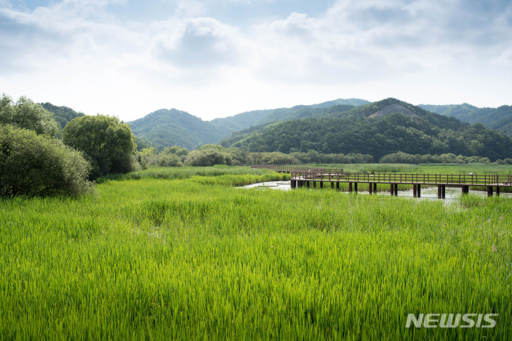 [창원=뉴시스] 경상남도 우수습지로 재지정된 합천군 대양면 '정양늪'.(사진=경남도 제공) 2022.07.05. photo@newsis.com