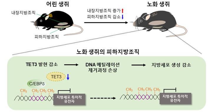 [서울=뉴시스]노화에 따른 피하지방조직 생성 능력 감소. 사진 서울대  *재판매 및 DB 금지 *재판매 및 DB 금지