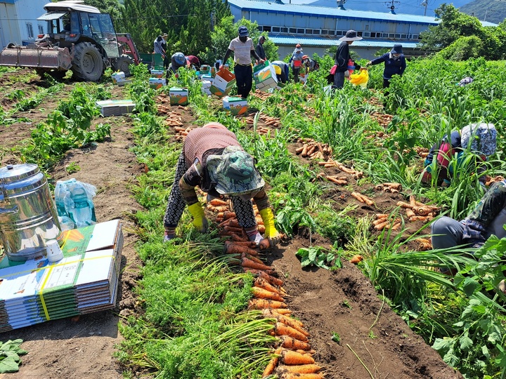 [양산소식] 올해 햇당근 출하…가뭄으로 수확량 30% 감소 등