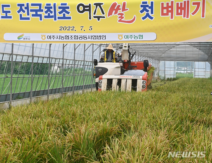 [여주=뉴시스] 김종택기자 = 5일 오전 경기도 여주시 우만동 한 비닐하우스 논에서 전국 첫 벼베기 행사가 열려 농부가 콤바인으로 벼를 베고 있다. 지난 3월16일 모내기를 한 지 112일 만이다. 2022.07.05. jtk@newsis.com