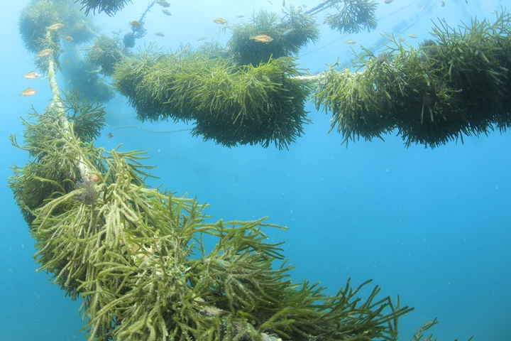 [제주=뉴시스] 마을어장에서 양식 중인 청각. (사진=제주도 해양수산연구원 제공) 2022.07.06. photo@newsis.com *재판매 및 DB 금지