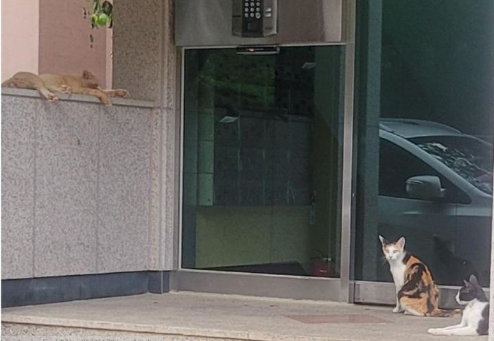 [서울=뉴시스]A씨의 아파트 1층 현관에 있던 야생 고양이 3마리. 사진 보배드림 *재판매 및 DB 금지