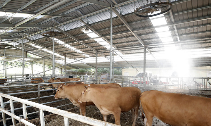 [광주=뉴시스] 광주 북구청 직원들이 7일 오전 북구 망월동 한 축사에서 무더위로 인한 가축 폐사 피해를 예방하고자 살수차로 물을 뿌리고 있다. (사진=광주 북구 제공) 2022.07.07. photo@newsis.com *재판매 및 DB 금지