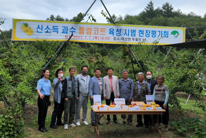 '영주 망고자두'의 육성시범 현장평가회가 열리고 있다. (사진=영주시 제공) *재판매 및 DB 금지