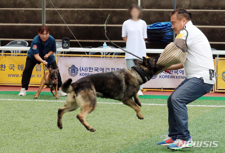[부산=뉴시스] 하경민 기자 = '부산·울산·경남 청소년 진로·직업 체험박람회'가 열린 8일 부산 남구 동명대학교 대운동장에서 반려동물보건학과와 한국애견협회 관계자들이 반려동물 훈련 시범을 선보이고 있다. 이해를 돕기 위한 사진으로 본문과 관계 없음. 2022.07.08. yulnetphoto@newsis.com