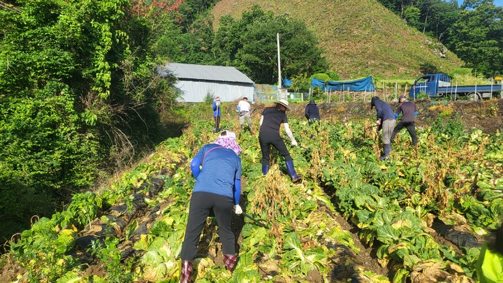 [보은=뉴시스] 안성수 기자 = 지난 7일 충북 보은군 회인면의 배추 피해농가를 방문한 군청 직원 및 민간단체 회원들이 일손돕기를 하고 있다. (사진=보은군 제공) 2022.07.10 photo@newsis.com *재판매 및 DB 금지