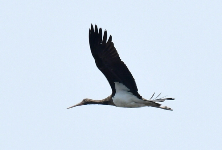 세계자연유산 고창갯벌에서 발견된 천연기념물 제200호 '먹황새'. *재판매 및 DB 금지