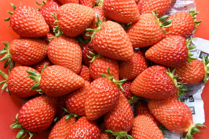 [진주=뉴시스]진주딸기 '금실'.(사진=뉴시스 DB).photo@newsis.com *재판매 및 DB 금지