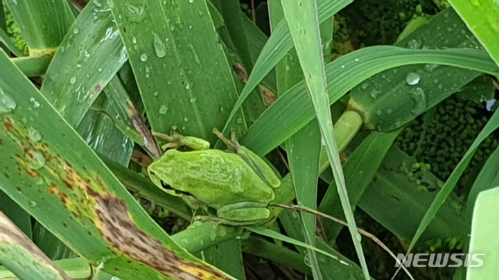  수원 평리들에서 최근 수원청개구리가 또 발견돼 꾸준히 서식하고 있음이 확인됐다. (사진제공=수원시)