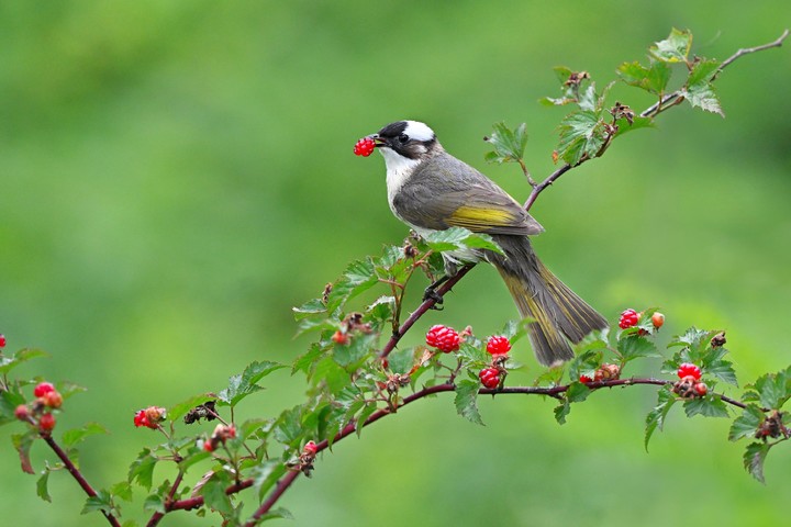 검은이마직박구리. (사진=양양군 제공) *재판매 및 DB 금지