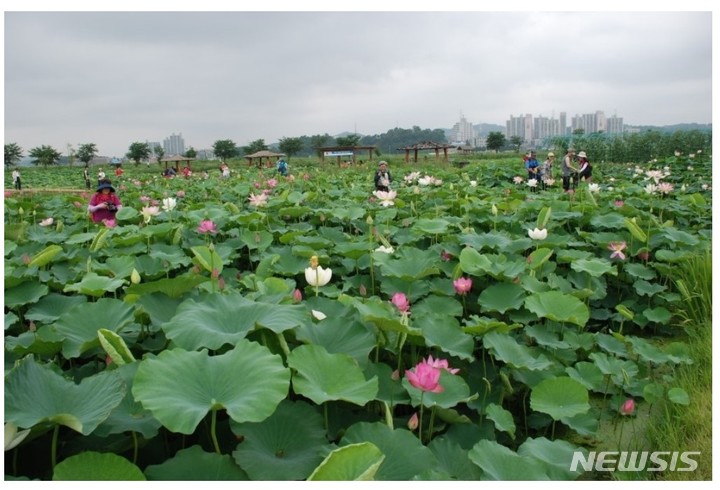관곡지 연꽃 테마파크 전경.