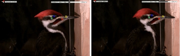 [서울=뉴시스] 벨기에 안트베르펜 대학 샘 반 바센버그 교수 연구팀은 14일(현지시간) 딱따구리가 머리를 부딪히는 과정에서 받는 충격을 연구했다. 초고속 촬영 결과 부딪히기 전(왼쪽)과 부딪힌 직후(오른쪽) 눈, 부리, 뇌가 같은 속도로 움직인다는 것이 밝혀졌다. (사진=커런트 바이올로지에 게재된 논문 자료 영상 캡처) 2022.07.15. *재판매 및 DB 금지