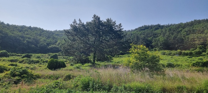 [진주=뉴시스] 남해 호구산에서 발견된 둥근 '곰솔'. *재판매 및 DB 금지