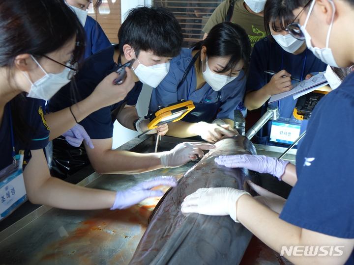 [제주=뉴시스] 오영재 기자 = 19일 오전 제주시 한림읍 한국수산자원공단 제주본부에서 수의사와 제주대·서울대 학생 등이 돌고래 폐사 원인 규명을 위한 부검을 하고 있다. 2022.07.19. oyj4343@newsis.com