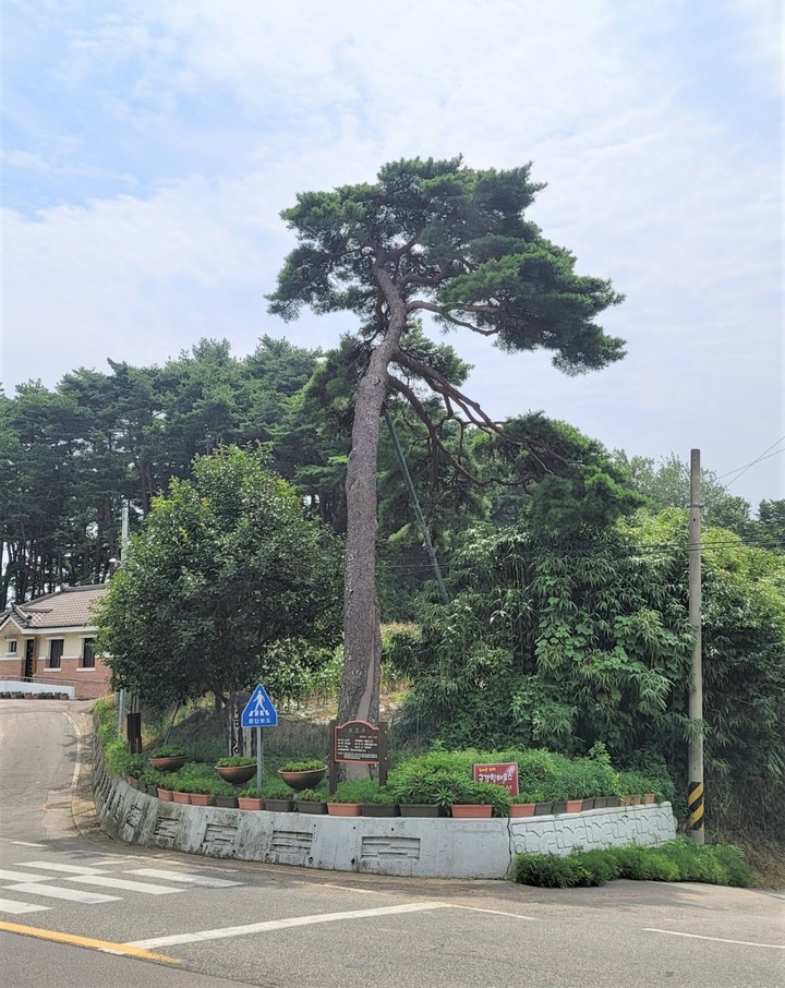 역사적·생태적 보존가치가 높은 보호수. (사진=양양군 제공) *재판매 및 DB 금지