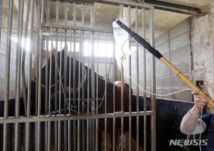 [부산=뉴시스] 하경민 기자 = 부산에 나흘째 폭염주의보가 발효 중인 27일 강서구 렛츠런파크 부산경남의 한 마방에서 관계자가 경주마에 영양제를 놓고 있다. 2022.07.27. yulnetphoto@newsis.com