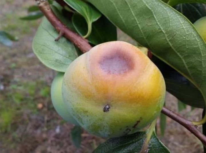 [창원=뉴시스] 강경국 기자 = 폭염기에 장시간 고온에 노출돼 과육에 검붉은 점이 생겨 상품성을 잃는 이른바 일소과(햇볕데임 과실) 피해가 발생한 단감. (사진=창원시청 제공). 2022.07.28. photo@newsis.com *재판매 및 DB 금지